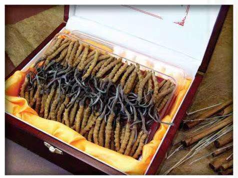 鲁山冬虫夏草回收